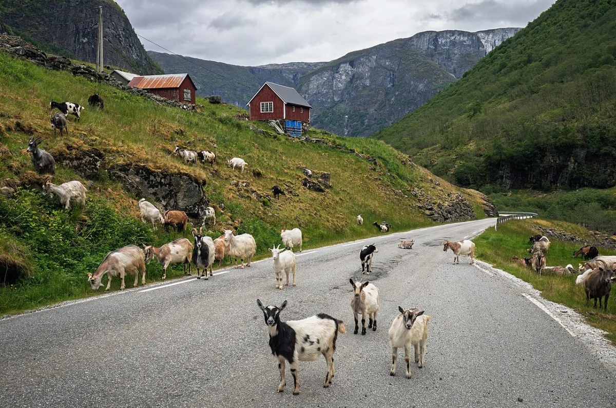Le capre sulla strada di Undredal, nel fiordo norvegese