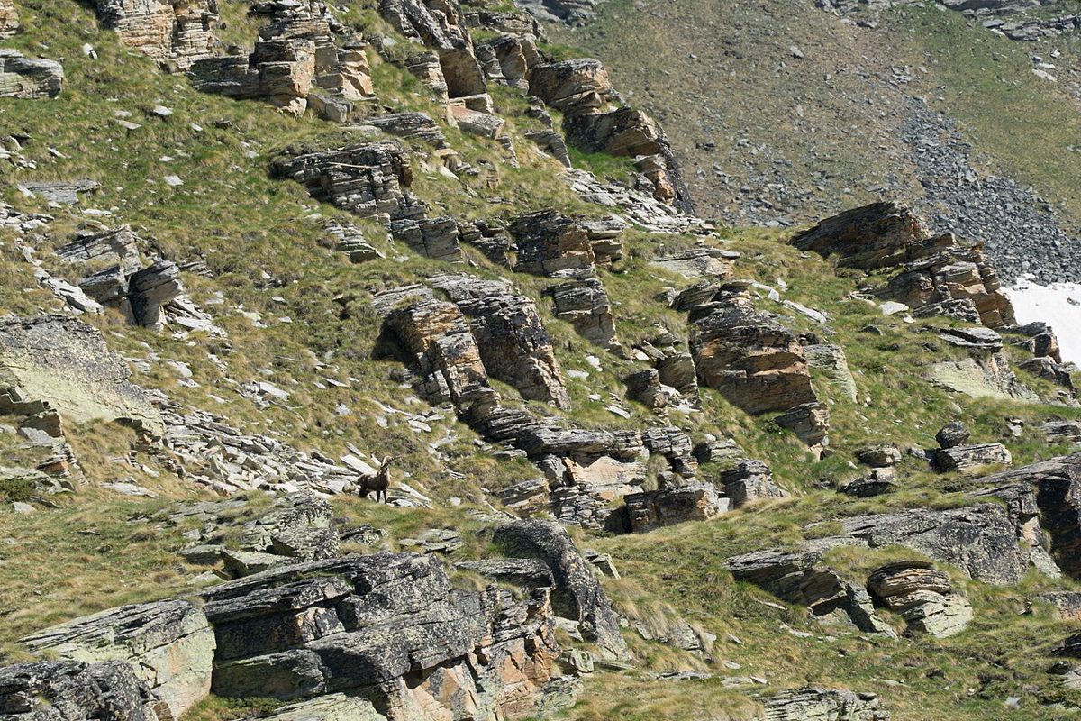 Uno stambecco in Valsavarenche