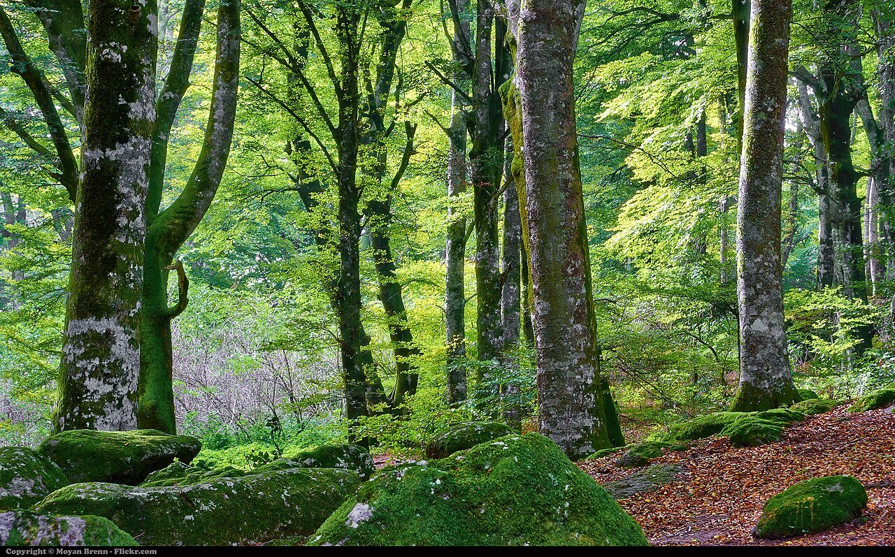 Bieszczady: le poloniny selvagge dei Carpazi