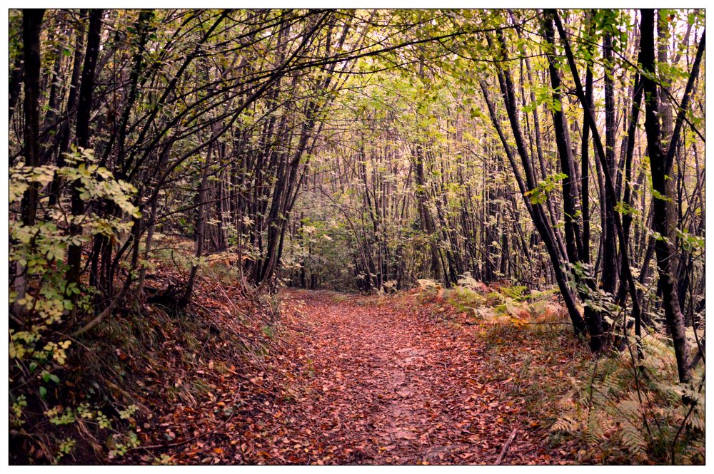 The Way of Saint Anthony: From Padua to La Verna Between Franciscan Sanctuaries and Veneto Hills