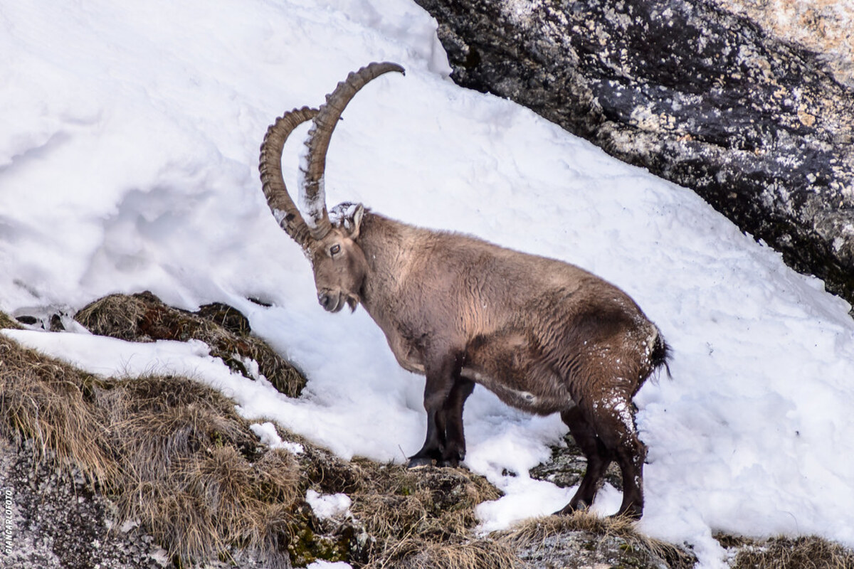 Gran Paradiso: il primo parco d'Italia, regno silenzioso degli stambecchi (Gran Paradiso, Valle d'Aosta e Piemonte, Italia)