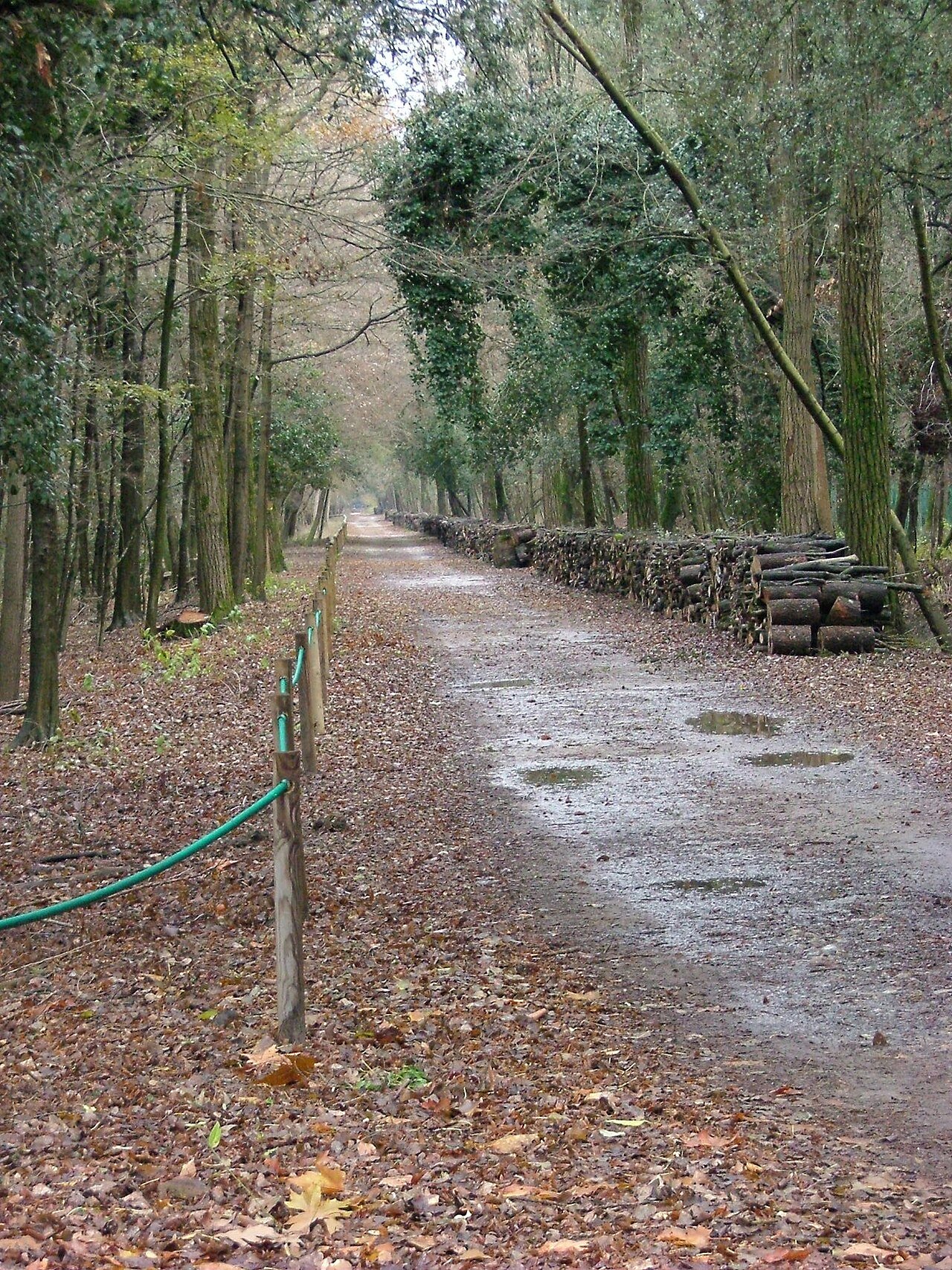 Il Bosco della Mesola: l'ultima foresta del delta del Po e i suoi cervi