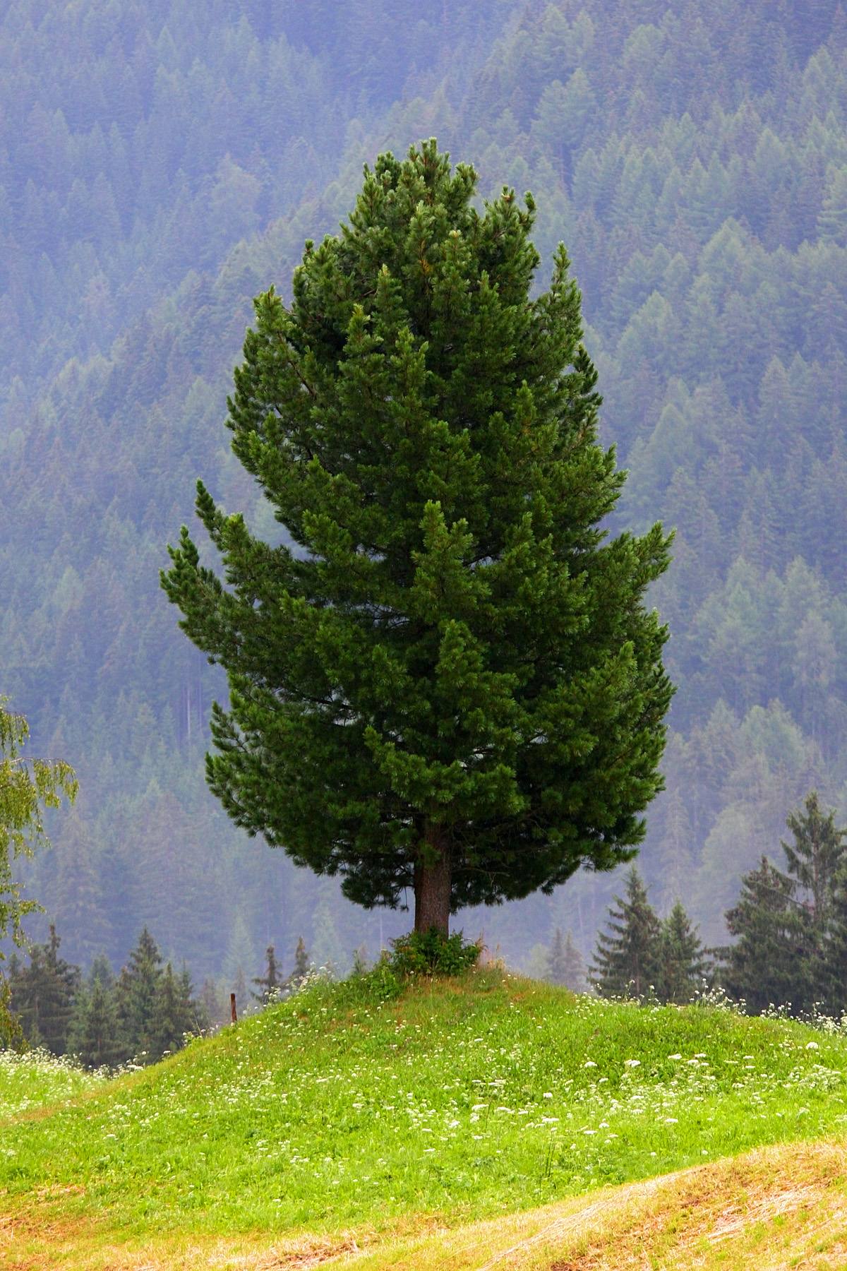Valle di Cembra et les pyramides de terre : les cheminées de fées du Trentin